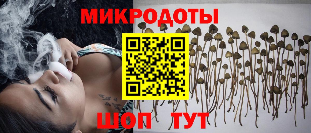 Псилоцибиновые грибы Psilocybe Ноябрьск